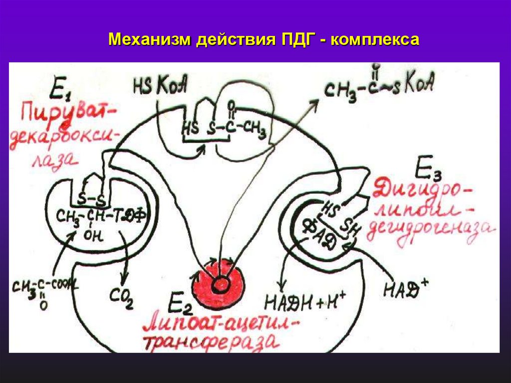 Ферменты введение. Механизм регуляции ПДГ-комплекса. Ферменты ПДГ комплекса. Множественные формы ферментов. ПДГ биохимия.