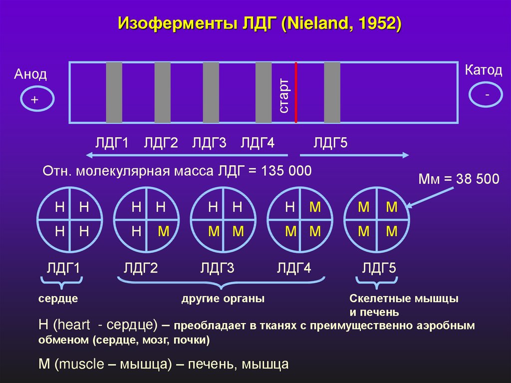 Активность лдг. Изоферментный спектр ЛДГ. Изоферментный спектр лактатдегидрогеназы. Изоферментный спектр лактатдегидрогеназы ЛДГ. Изоферменты лактатдегидрогеназы (ЛДГ).