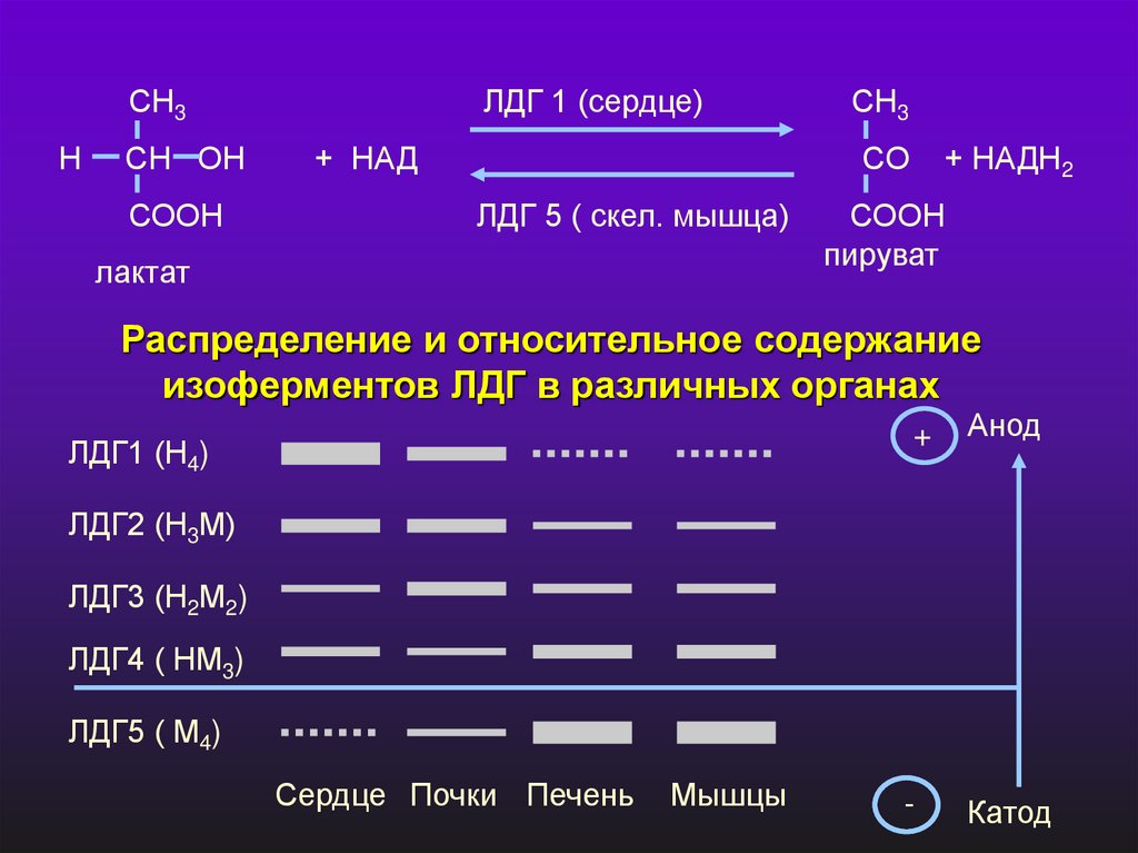 Лактат что показывает. Изоферменты лактатдегидрогеназы биохимия. ЛДГ 1 реакция. Лактатдегидрогеназа биохимия. Лактатдегидрогеназа катализируемая реакция.