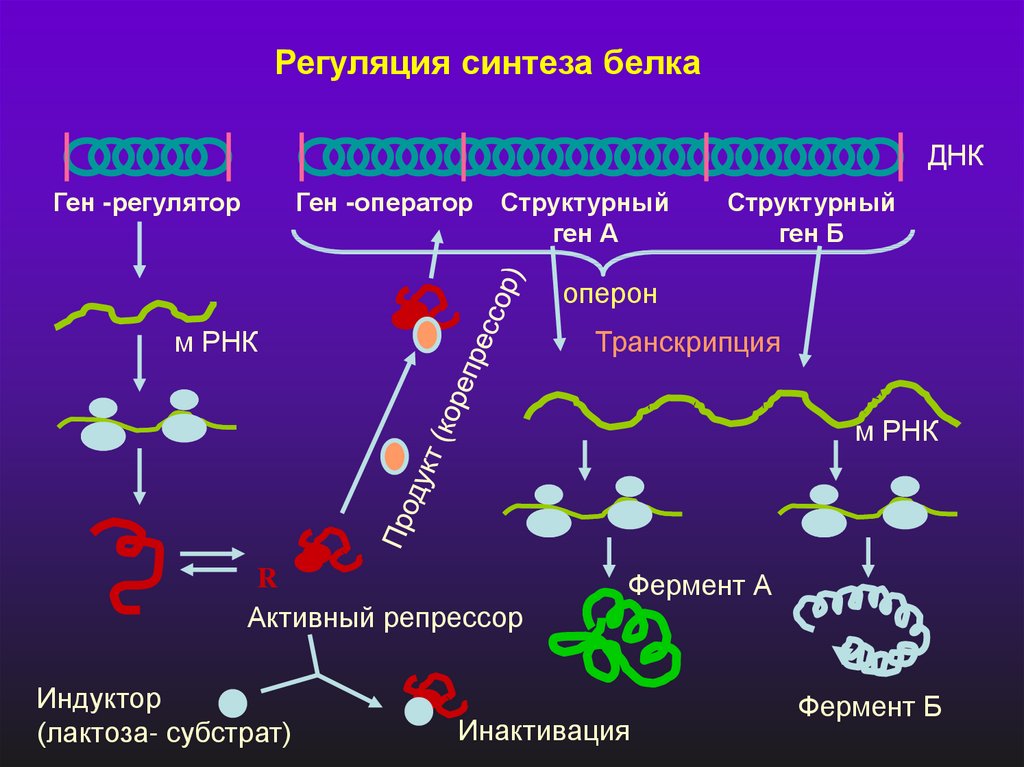 Оператор транскрипция. Схема регуляции биосинтеза ферментов. Ферменты транскрипции синтеза белка. Регуляция транскрипции Биосинтез белков. Биосинтез белка.регуляция синтеза белка.
