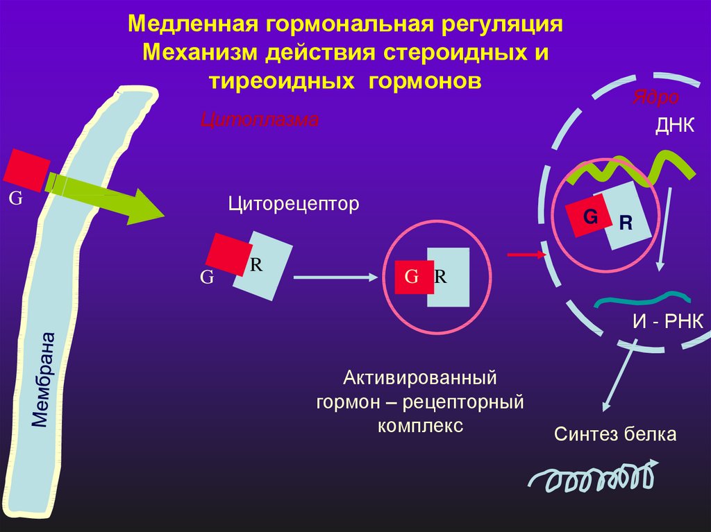 Механизм действия гормонов. Регуляция активности ферментов медленный механизм. Механизм действия ферментов. Регуляция активности ферментов. Механизмы медленной регуляции ферментов. Механизм действия механизм действия стероидных гормонов.