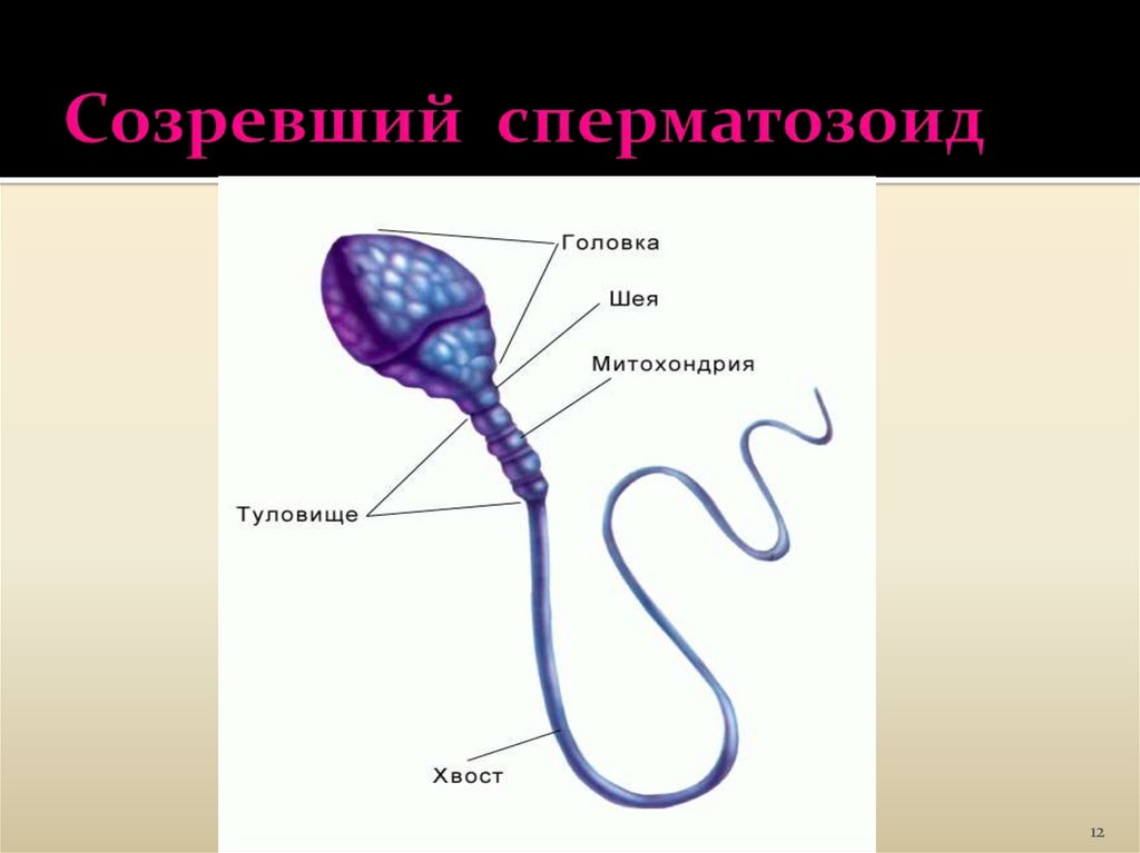 1 половые клетки мужские. Структура сперматозоида. Строение сперматозоида человека. Изображение сперматозоида. Строение спермия.