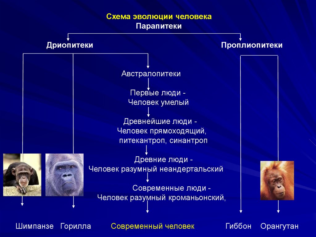 Этапы эволюции человека австралопитек. Основные этапы эволюции человека дриопитек. Этапы антропогенеза дриопитеки. Схема развития человека. Схема эволюции человека.