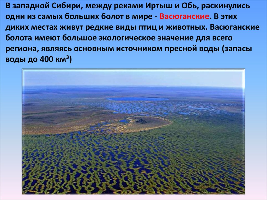 В западной Сибири, между реками Иртыш и Обь, раскинулись одни из самых больших болот в мире - Васюганские. В этих диких местах