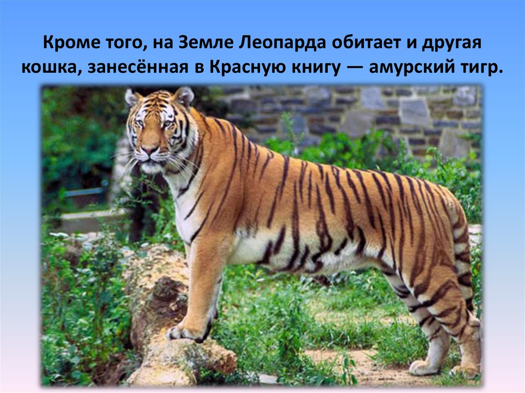 Кроме того, на Земле Леопарда обитает и другая кошка, занесённая в Красную книгу — амурский тигр.