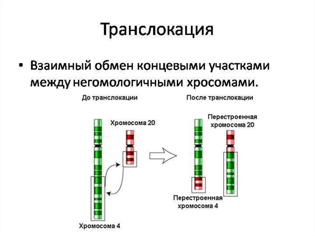 Появление в генотипе лишней хромосомы