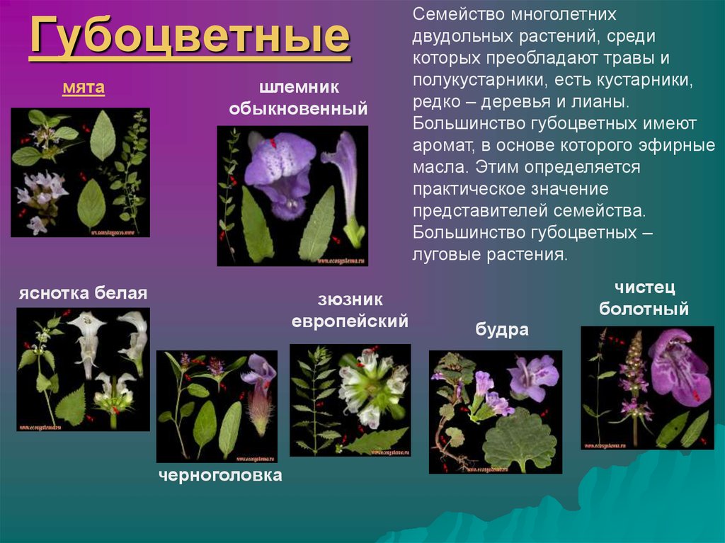 Семейство губоцветные презентация