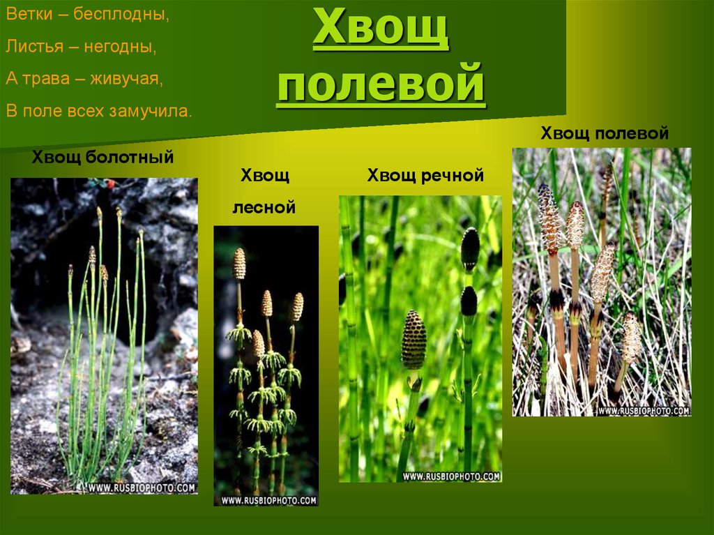 Хвощеобразные растения