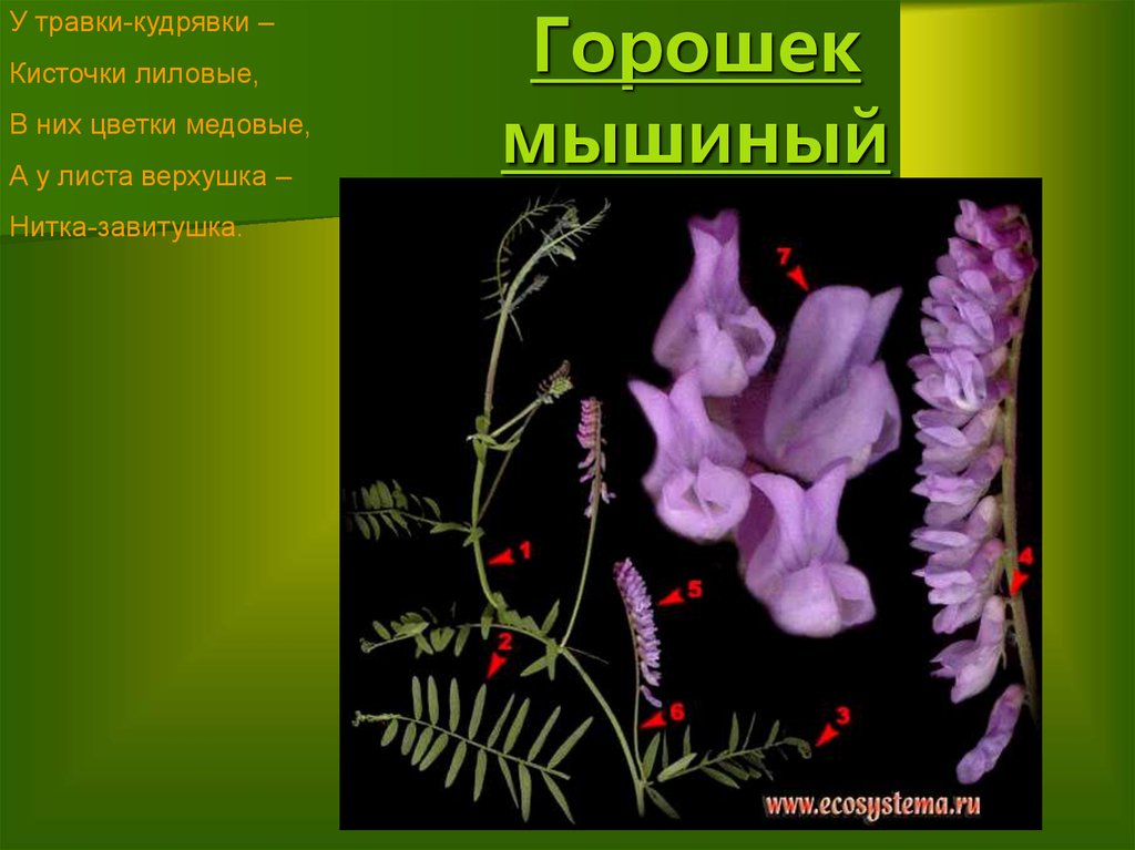 Горошек мышиный диаграмма