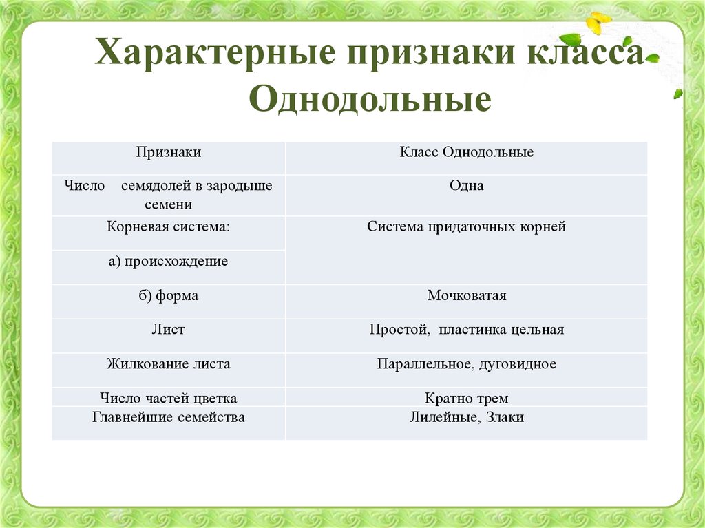 Класс однодольные презентация