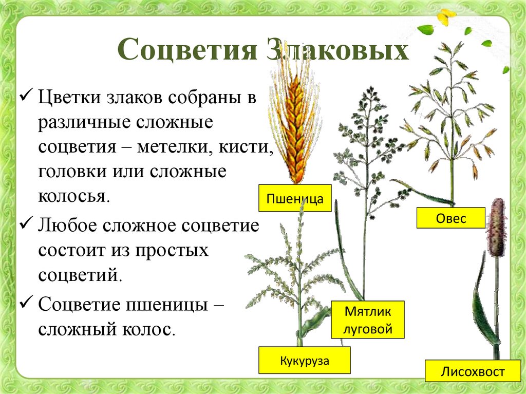 Схема семейства злаковых