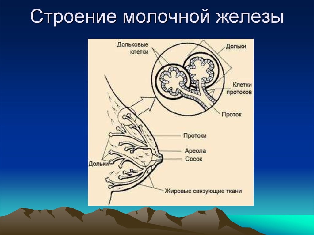 Строение груди. Строение молочной железы. Строение протоков молочных желез. Строение дольки молочных желез. Строение железы молочной железы.