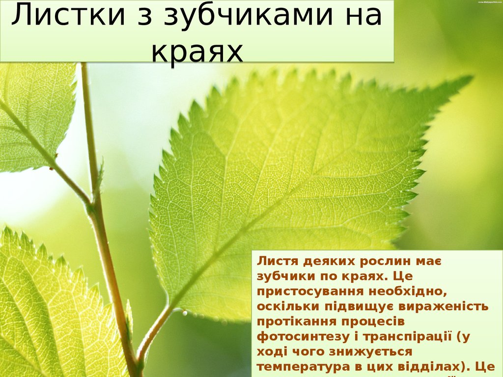 Чистый лист стихотворение. Листок с надписью реферат. Листок со стихом тайна рисунок.