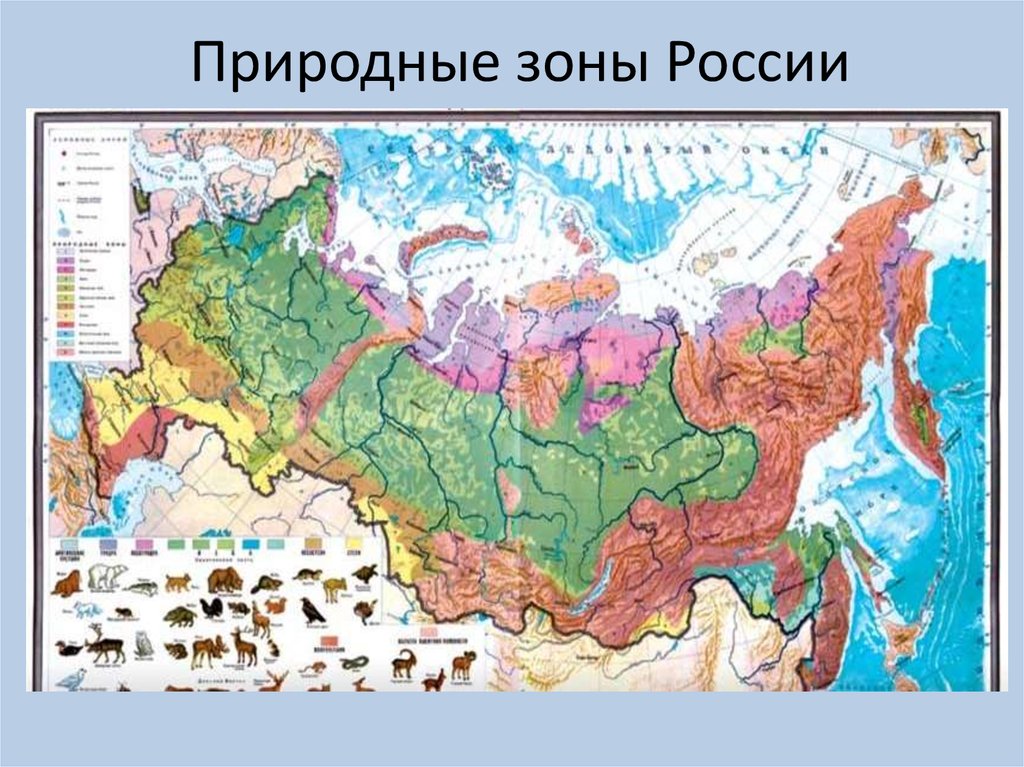 Укажите природную зону в которой можно встретить. Природные зоны России атлас 8. Карта природных зон. Карта природных зон России. Природные зоны России картинки.