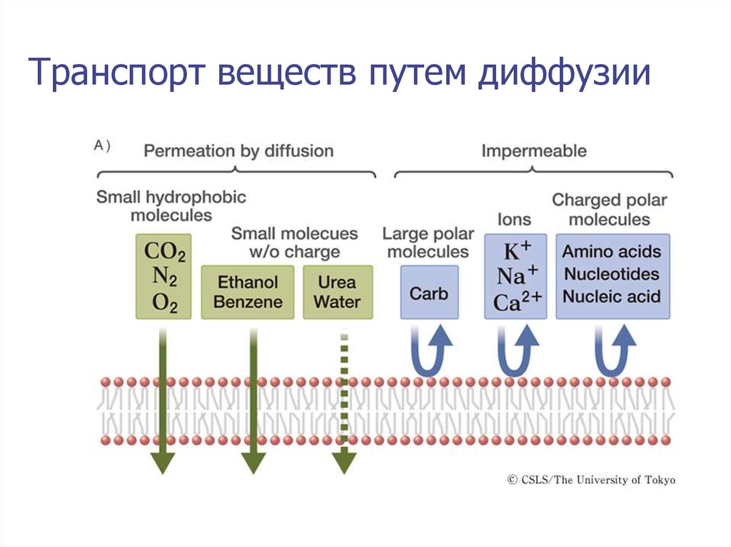 Транспорт веществ путем диффузии. Диффузионный путь. Этапы диффузионного пути. Характерный диффузионный путь. Диффузный путь