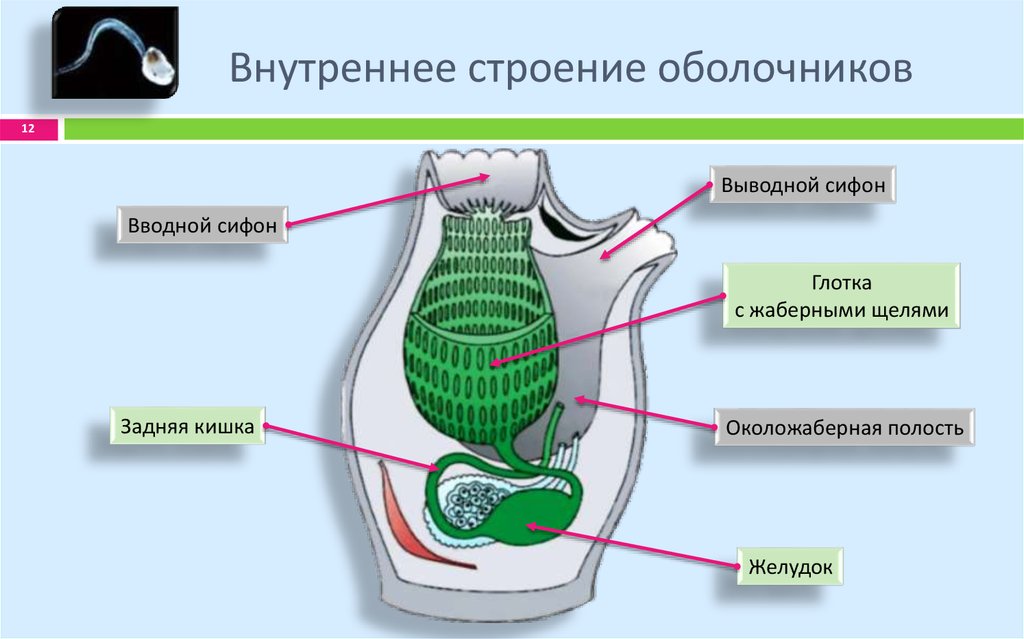 Строение асцидии схема