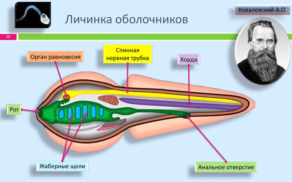 Строение асцидии схема