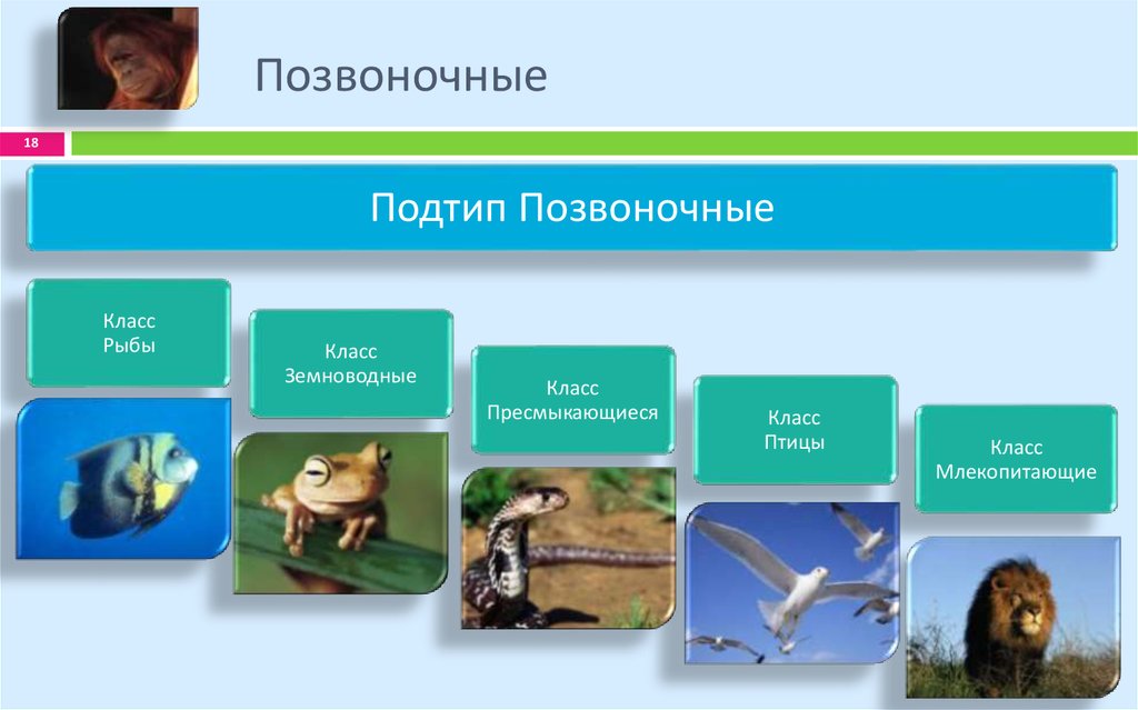 Контрольная по биологии 8 класс позвоночные животные