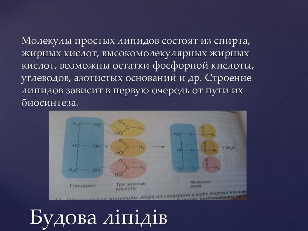 Будова ліпідів