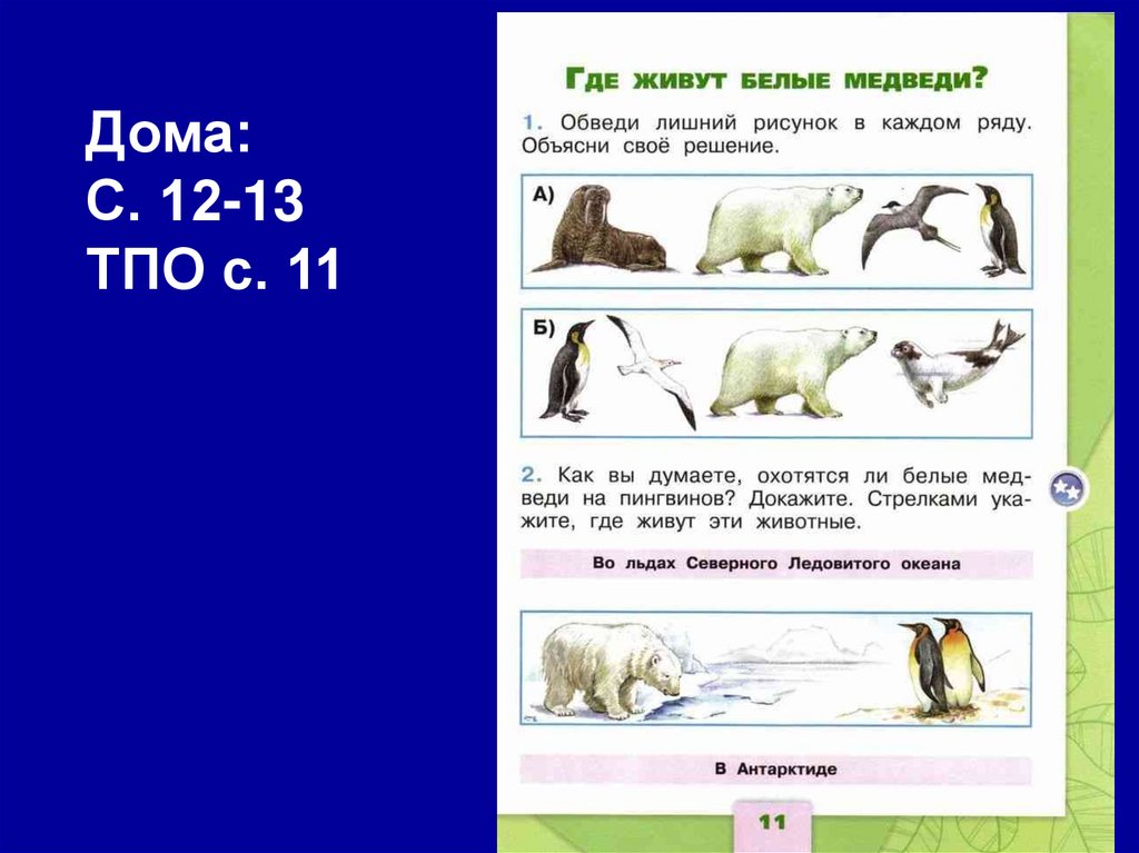 Окружающий мир откуда. Где живут белые медведи 1 класс. Где живут белые медведи окружающий мир. Темы по окружающему миру 1 класс. Где живут белые медведи 1 класс окружающий.