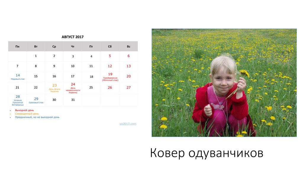 Ковер одуванчиков