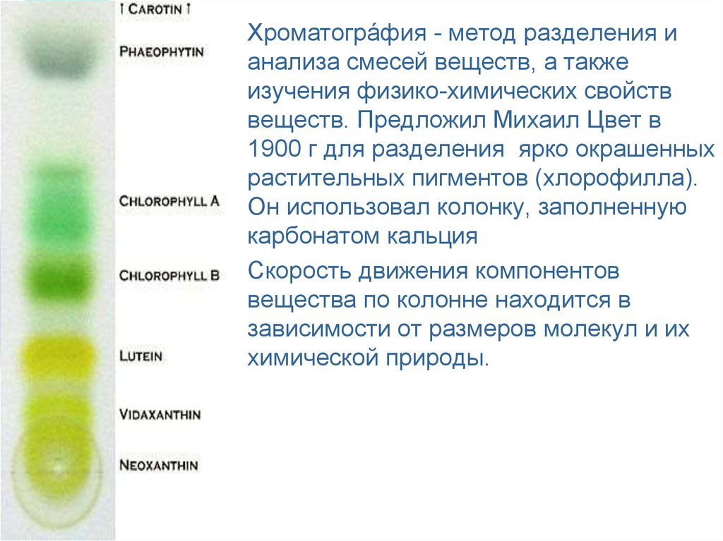 Растительный пигмент хлорофилл. Разделение пигментов листа методом хроматографии. Разделение пигментов методом бумажной хроматографии. Разделение пигментов листа методом бумажной хроматографии. Разделение пигментов методом тонкослойной хроматографии.