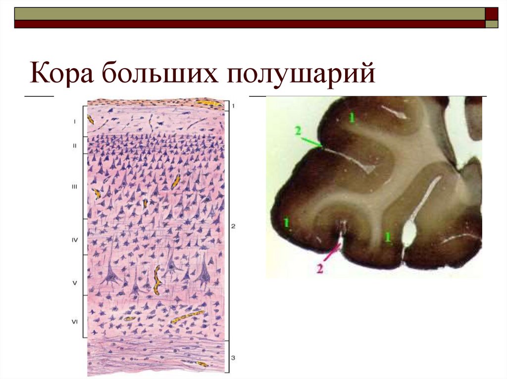 Кора больших полушарий гистология препарат рисунок