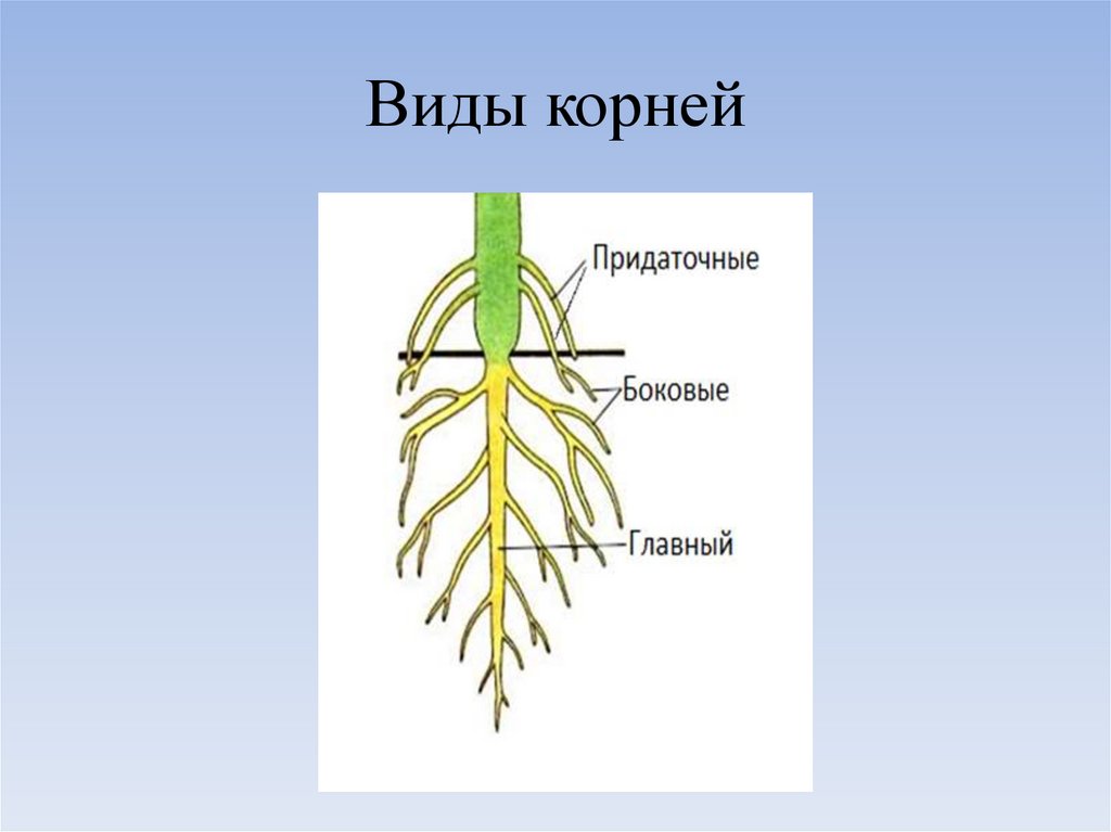 Корень и корневая система 6 класс биология