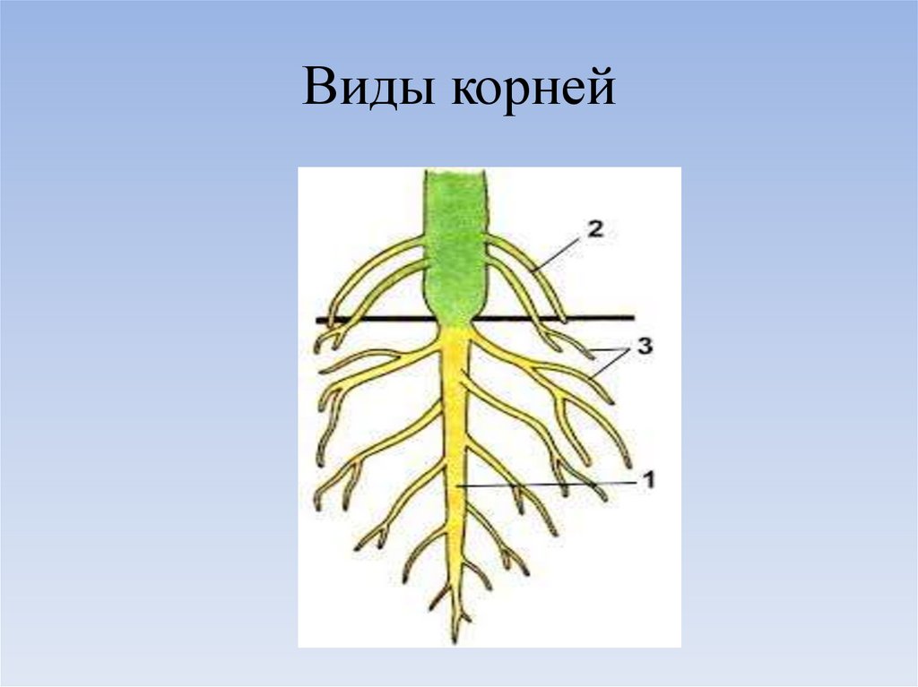 Рисунок корня растения