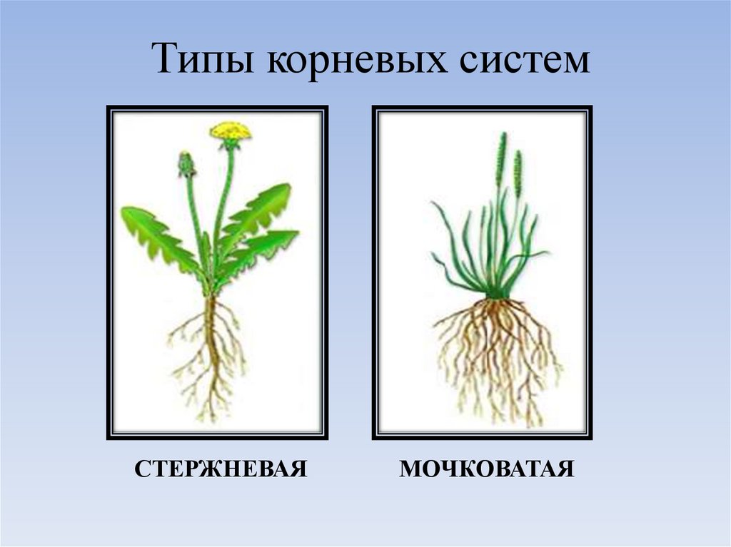 К какому классу относится растение корневая система. Типы корневых систем стержневая и мочковатая. Мочковатый Тип корневой системы. Стержневая и мочковатая корневая система. Растения с мочковатой системой.