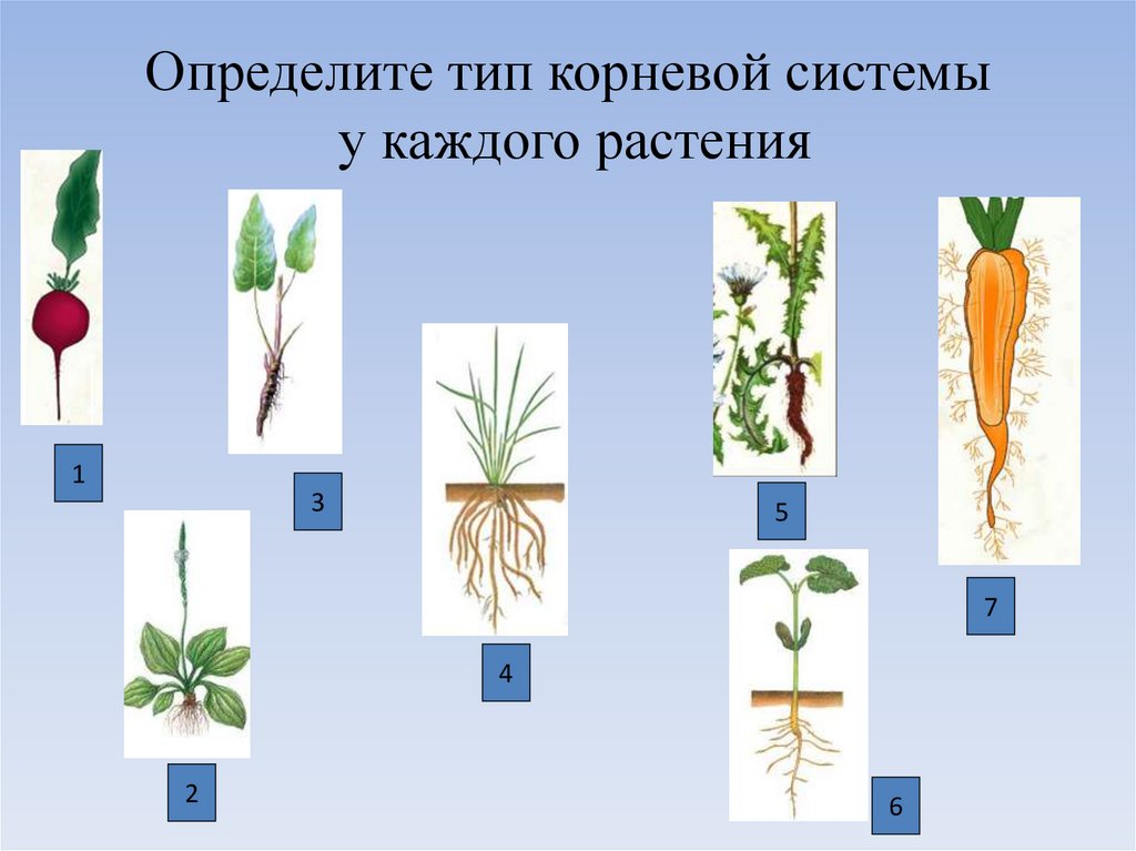 Определите тип корневой системы и виды корней обозначенных на рисунке 1 и 2