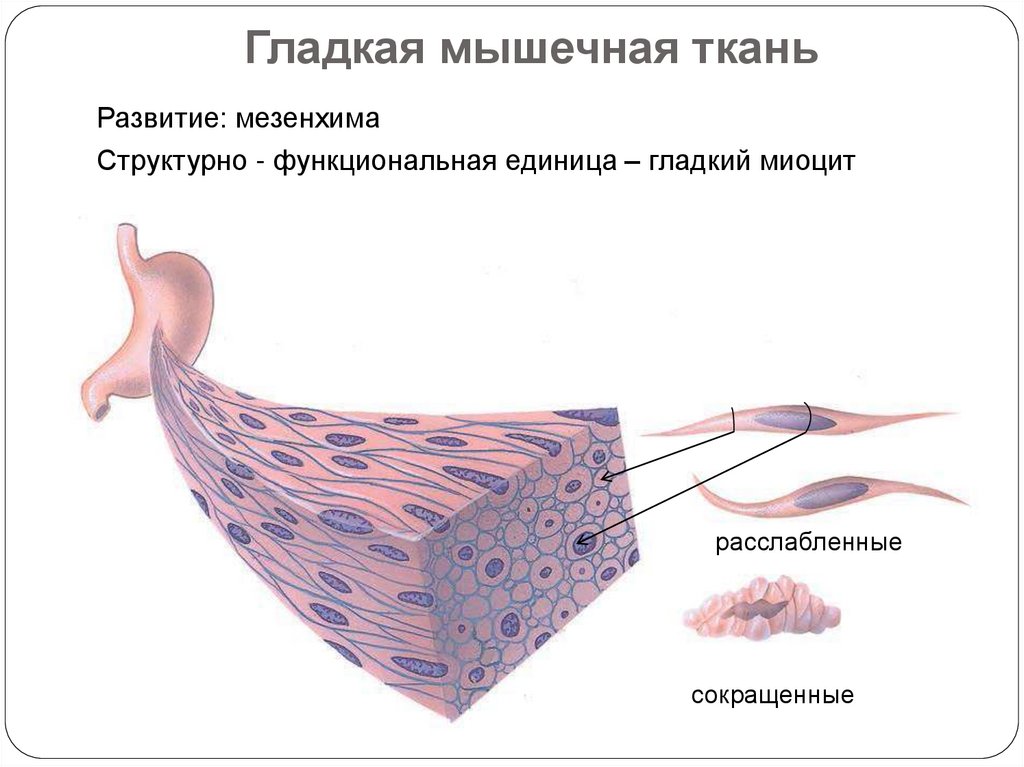 Схема изменения структуры гладкого миоцита до и после сокращения