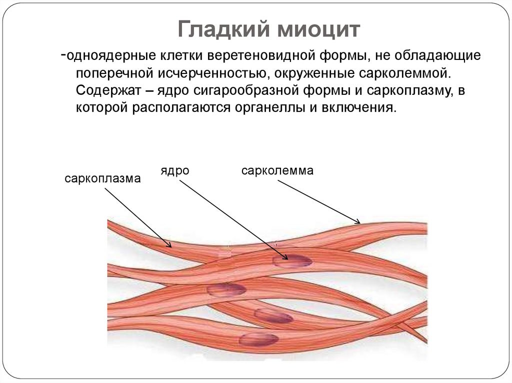 Схема изменения структуры гладкого миоцита до и после сокращения