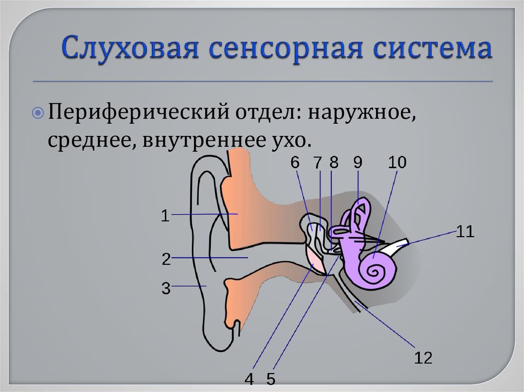 Слуховые рецепторы находятся в органе. Схема строения слуховой сенсорной системы. Сенсорная система слухового анализатора. Строение слухового анализатора рисунок. Проводниковая часть слуховой сенсорной системы.