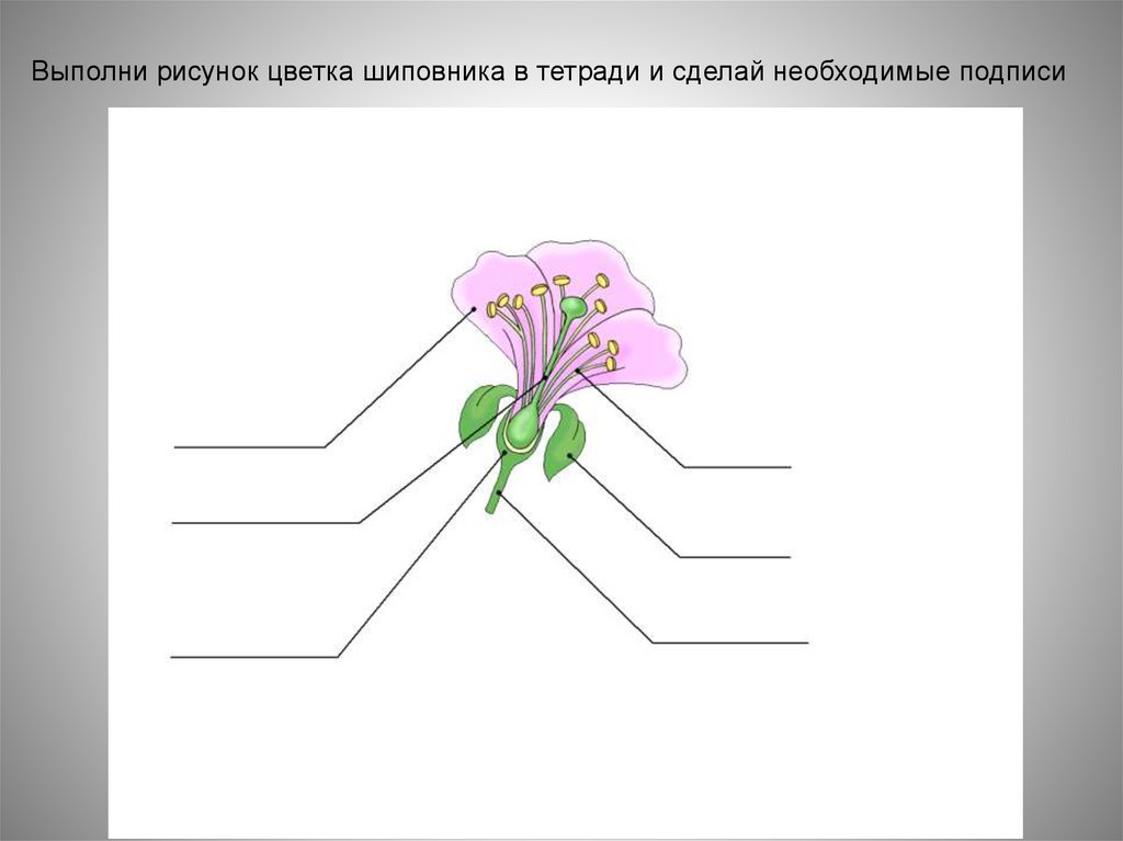 Подпиши органы растений. Строение цветковых растений. Подписать части растения. Части цветка. Схема строения цветка.