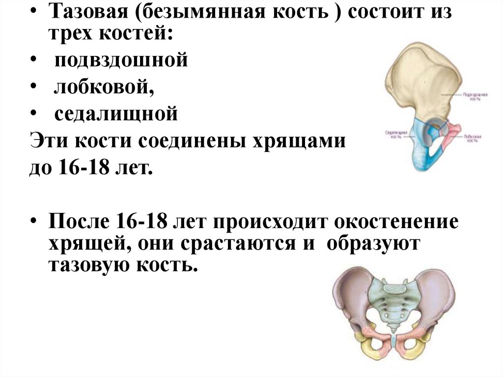 Тазовая кость какая кость. Таз состоит из 4 костей. Тазовая кость состоит анатомия. Тазовая Безымянная кость. Три кости таза.