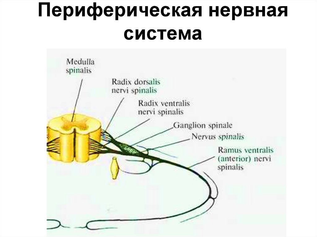 Какие функции выполняет периферическая нервная система. Строение периферической НС. Периферическая НС строение функции. Периферический двигательный нерв. Схема периферической нервной системы.
