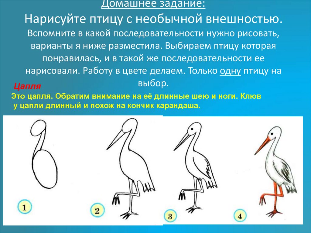 Домашнее задание: Нарисуйте птицу с необычной внешностью. Вспомните в какой последовательности нужно рисовать, варианты я ниже