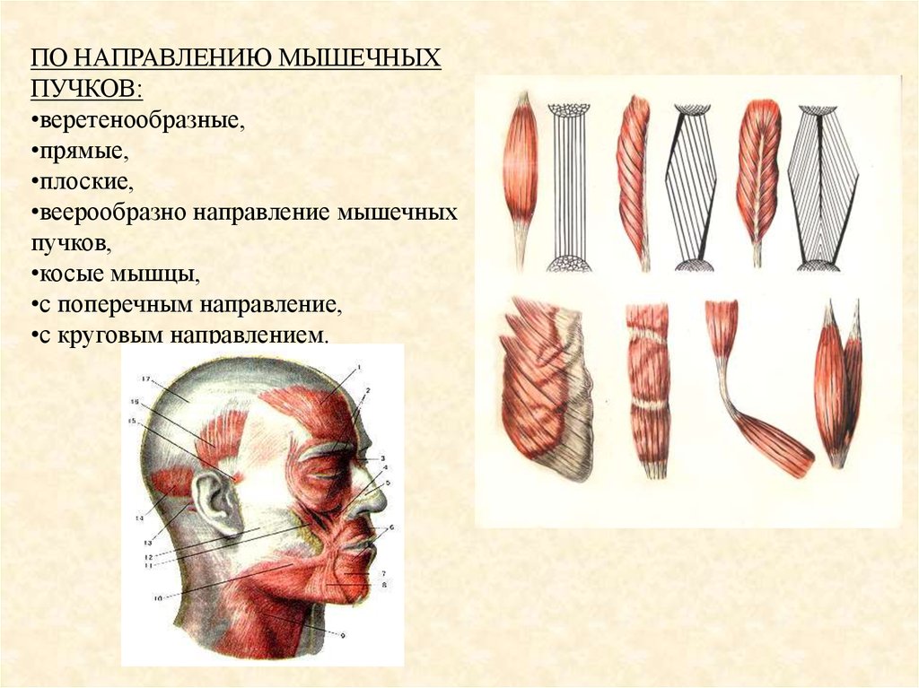 Пучки мышц. Мышцы по направлению мышечных Пучков. Классификация мышц по расположению Пучков. Классификация мышц по направлению мышечных волокон. Классификация мышц по форме и расположению мышечных Пучков.