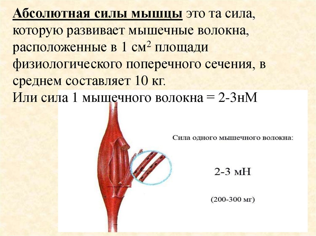 Мышечная сила. Абсолютная мышечная сила. Абсолютная и Относительная сила мышц. Сила мышц. Абсолютная сила мышц физиология.