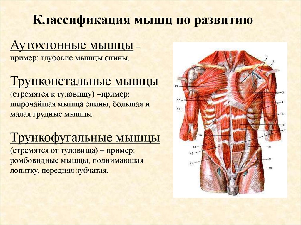 Мышца 7. Классификация мышц туловища анатомия. Аутохтонные трункофугальные трункопетальные мышцы. Мышцы спины анатомия классификация. Классификация мышц грудины.