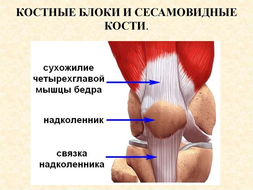 Схема мышц и связок колена