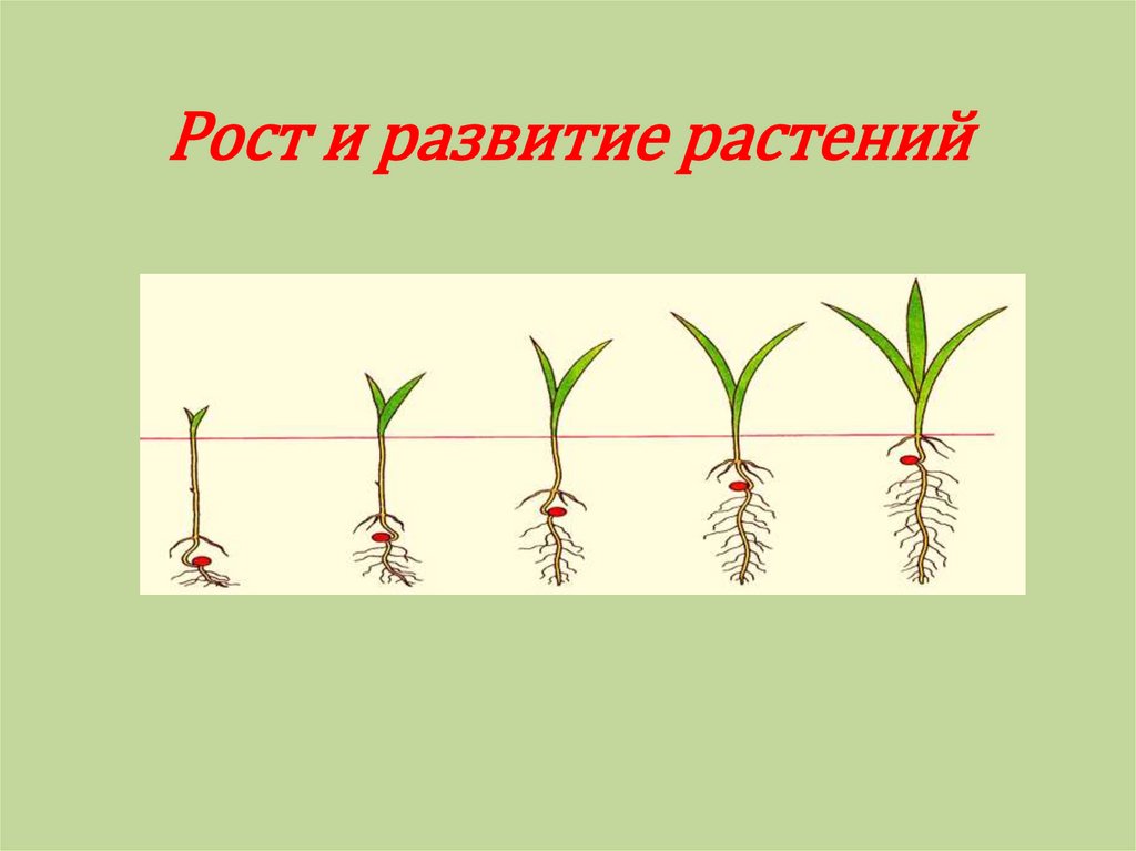 Презентация рост и развитие растений 6 класс. Рост и развитие растений. Ьос т и развитие растений. Стадии развития растений.