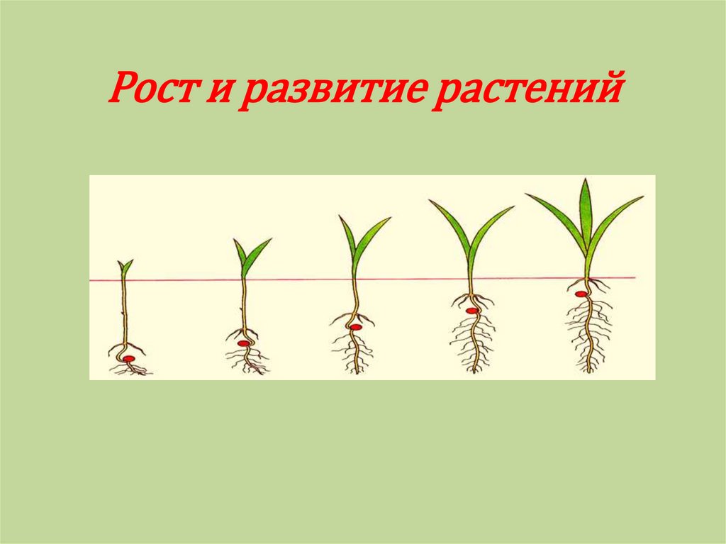 Этапы растений