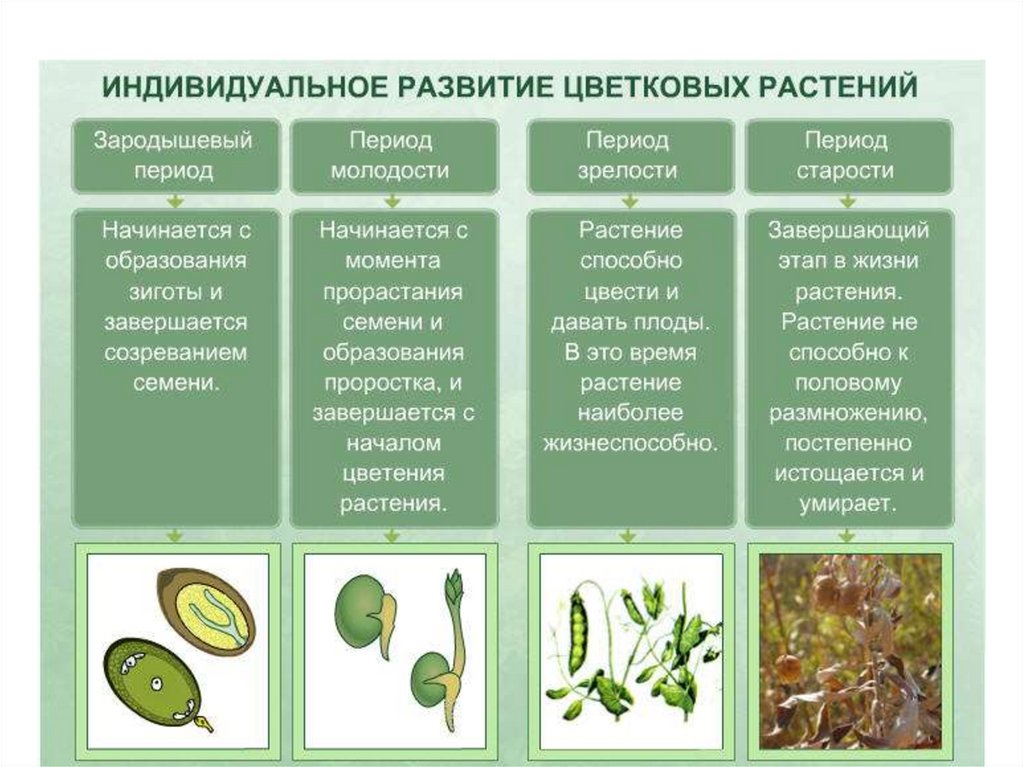 Рост и развитие презентация