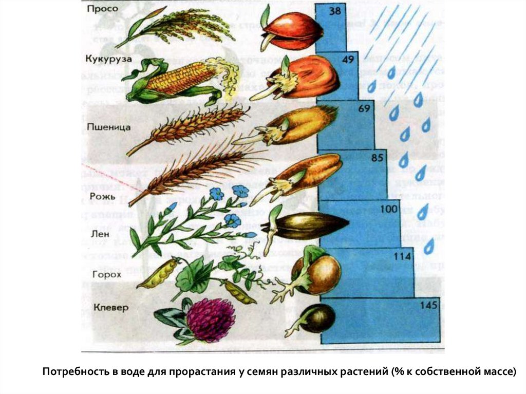 Test plant