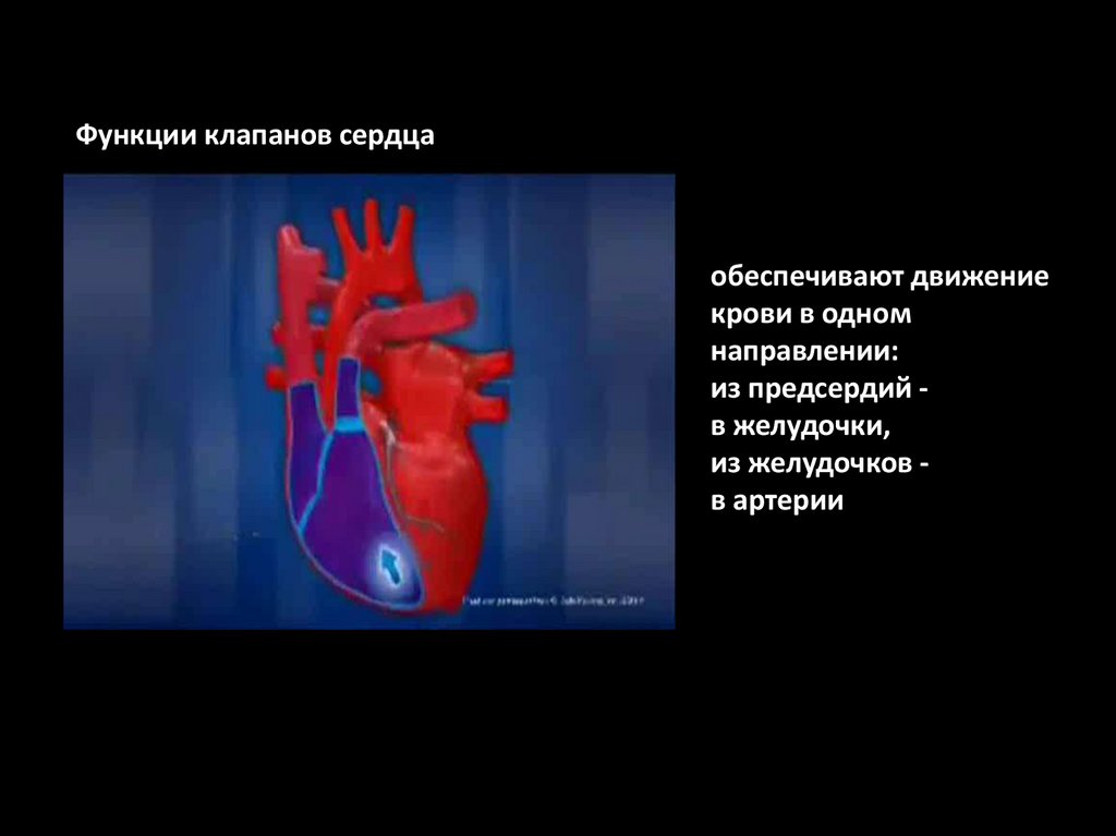 Кровь движется из предсердий в желудочки. Структуры обеспечивающие движение крови в сердце в одном направлении. Движение крови в одном направлении это. Что обеспечивает движение крови в одном направлении. Клапаны сердца обеспечивают движение крови.