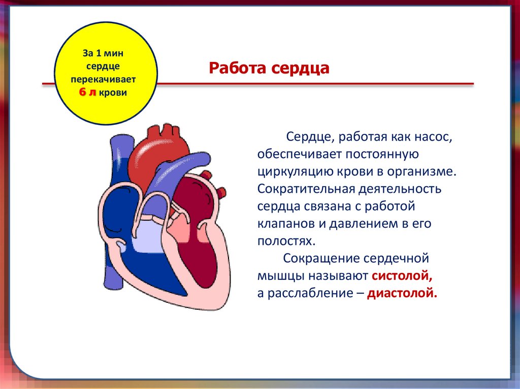 Сердце работает всю жизнь. Работа сердца. Как работает сердце картинка. Информация о работе сердца. Как работает сердце человека.