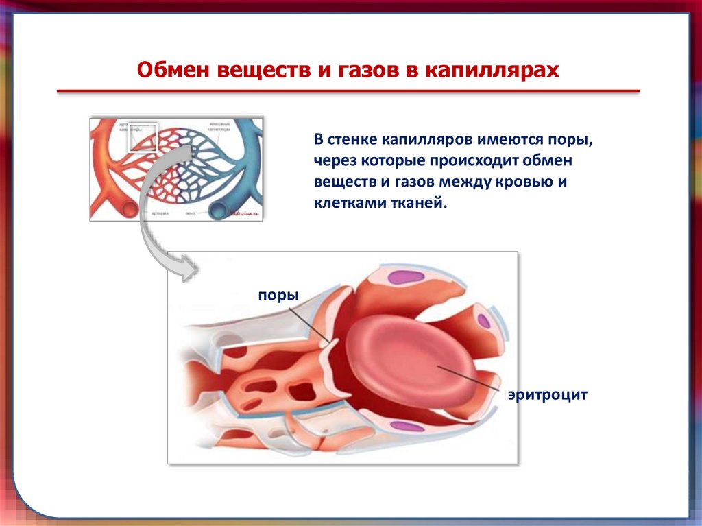 Обмен веществ между клеткой. Обмен веществ между кровью и тканями происходит в артериях. Обмен веществ между кровью и клетками происходит в. Обменные процессы в капиллярах. Где происходит обмен крови.