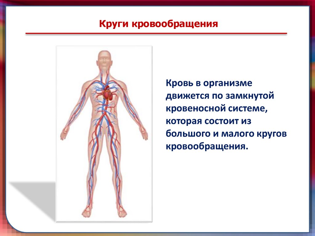 Замкнутая кровеносная система является характерным